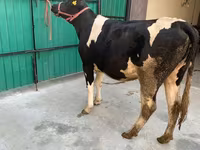 Vaca, Raza Holstein — foto 6