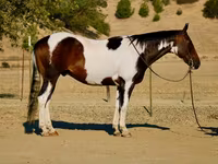 حصان, National Show Horse — الصورة 1