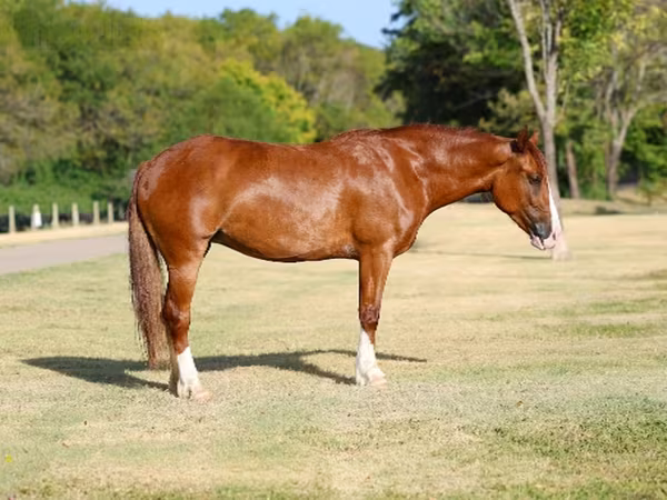 Yegua, Caballos