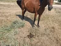 Mare, Horses — photo 1