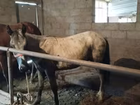 Конь, Породы лошадей — фото 1
