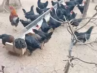 Chickens — الصورة 2