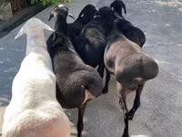 मेढ़ा, Rhon sheep — फ़ोटो 2