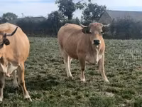 गाय, Aubrac cattle — फ़ोटो 1