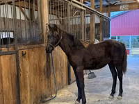 Caballo, Rocky Mountain Horse — foto 4