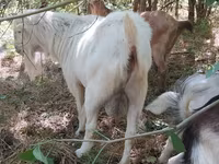 تيس, LaMancha goats — الصورة 1