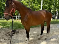Yegua, Dutch warmblood horse — foto 6