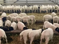 भेड़, Kuibyshev sheep — फ़ोटो 8