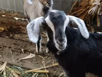 公山羊, Alpine goat — 照片 1