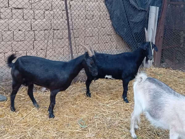 Cabro, Saanen goat