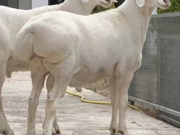 मेढ़ा, भेड़