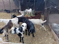 Cabro, Pomellata goat — foto 1