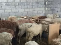 Oveja, Ovejas — foto 6