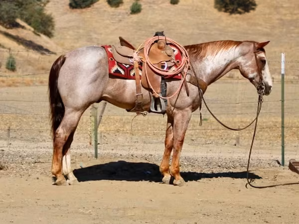 Caballo, National Show Horse