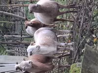 Carnero, Katum sheep — foto 3