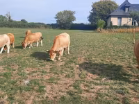 गाय, Aubrac cattle — फ़ोटो 7