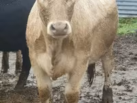 Toro, Yaroslavl cattle — foto 2