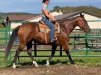 Mare, Quarter Horse — photo 2