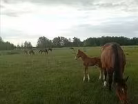 Yegua, Caballos — foto 6