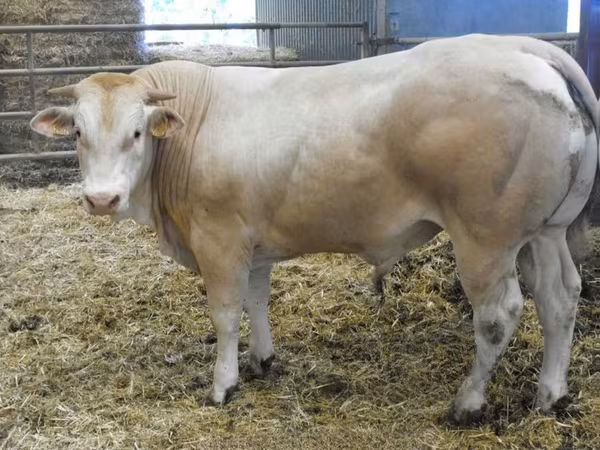 ثور, Blonde d’Aquitane cattle