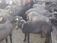 Carnero, Arabi sheep — foto 2