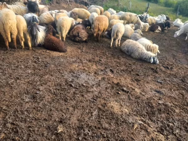 Sheep, Sheep