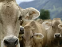 母牛, Cattle — 照片 2