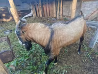 बकरा, LaMancha goats — फ़ोटो 1