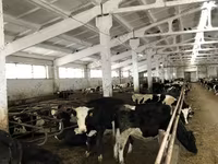 Vaca, Yaroslavl cattle — foto 6