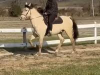 حصان, Rocky Mountain Horse — الصورة 4
