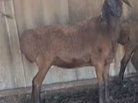 Carnero, Hissar sheep — foto 3