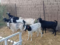 تيس, Saanen goat — الصورة 3