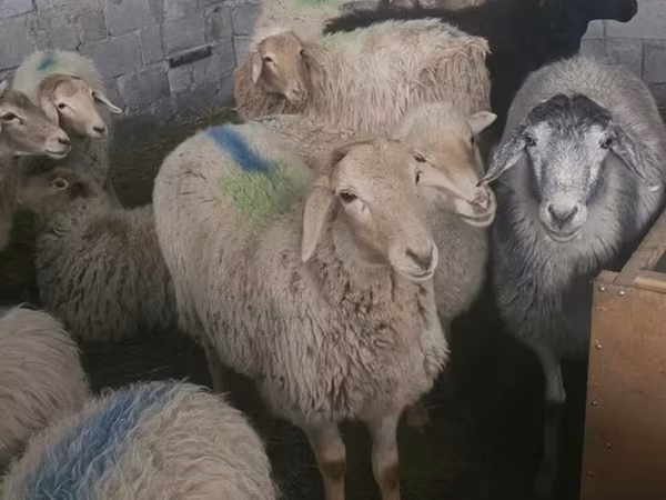 Oveja, Tian-Shan semifinewool sheep