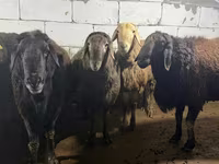 Carnero, Arashan sheep — foto 1