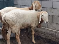 मेढ़ा, Arashan sheep — फ़ोटो 4