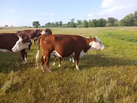 بقرة, Latvian Blue cattle — الصورة 3