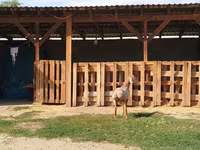 मेढ़ा, Edilbay sheep — फ़ोटो 5