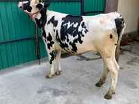 Vaca, Raza Holstein — foto 5