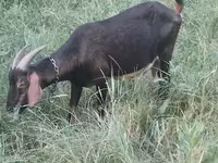 Cabra, Nubian Goat — foto 2