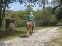 Caballo, Rocky Mountain Horse — foto 5