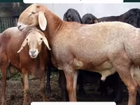 Carnero, Arashan sheep — foto 4