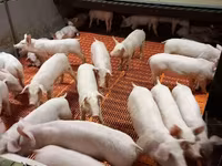 नर सूअर, सूअर — फ़ोटो 4