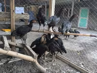 Chickens — الصورة 3