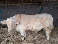 Toro, Charolais cattle — foto 3