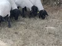 भेड़, Baerchuke sheep — फ़ोटो 2