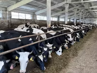 Vaca, Yaroslavl cattle — foto 2