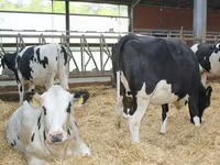 Kuh, Holstein-Rasse — Foto 3