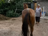 Yegua, Canadian horse breed — foto 3