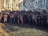 Carnero, Hissar sheep — foto 5