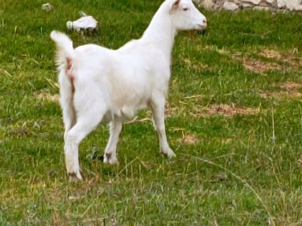 عنزة, الماعز